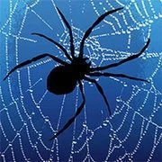 Arachnophilia