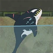 Killer Whale