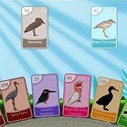 Bird Pax