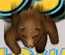 Rush Hour City Bear